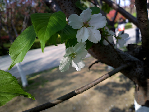 樱花