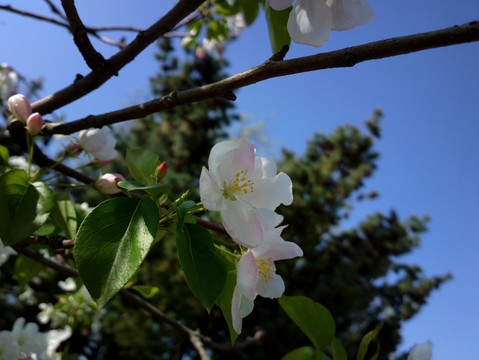海棠花