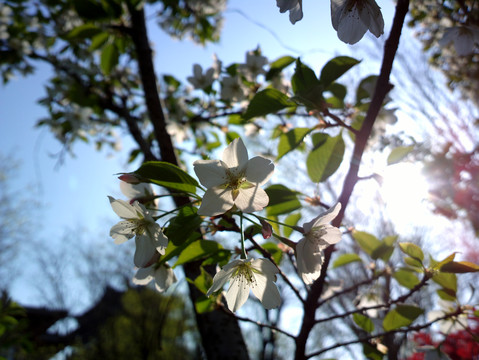 樱花