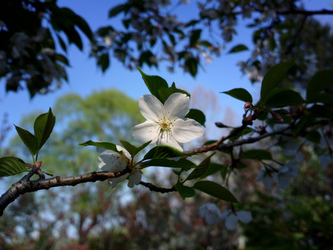樱花