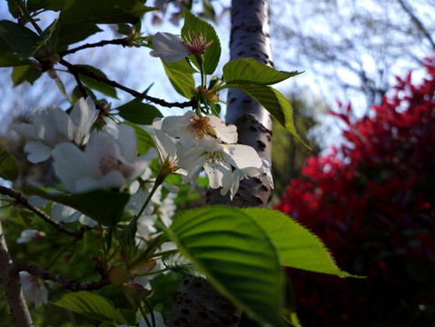 樱花