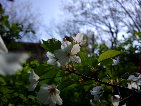 樱花