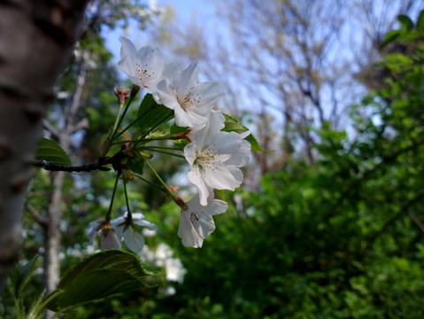 樱花