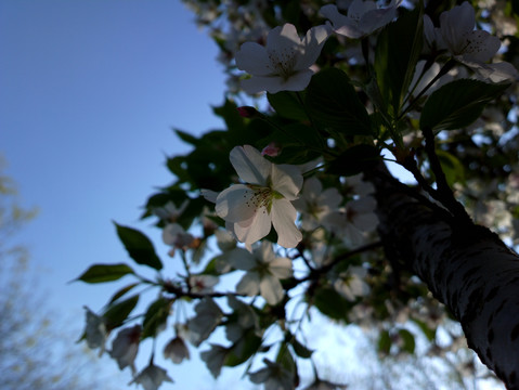 樱花