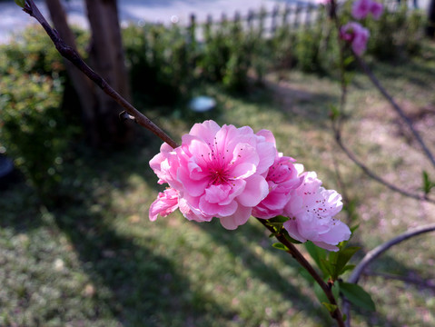 碧桃花