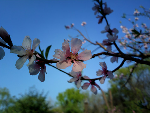 桃花