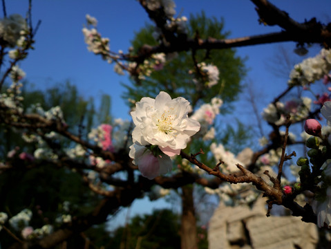 碧桃花