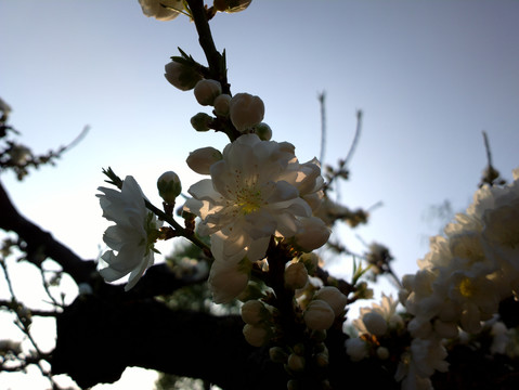 碧桃花
