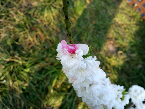 碧桃花