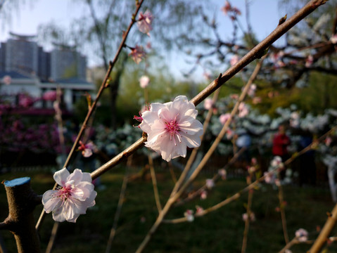 碧桃花