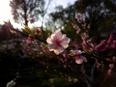 碧桃花