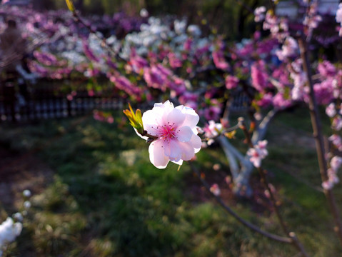 碧桃花