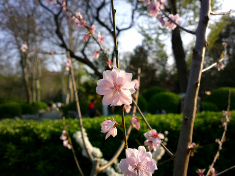 碧桃花