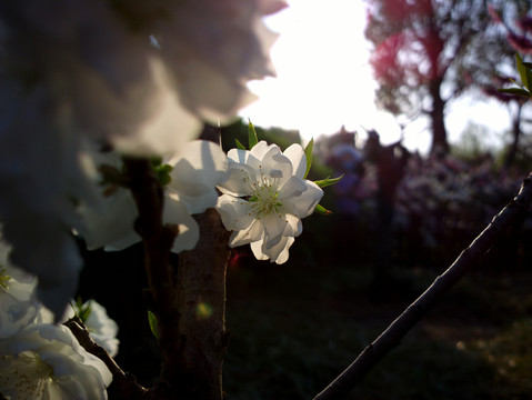 碧桃花