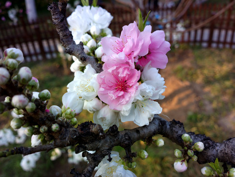 碧桃花