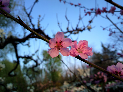 碧桃花