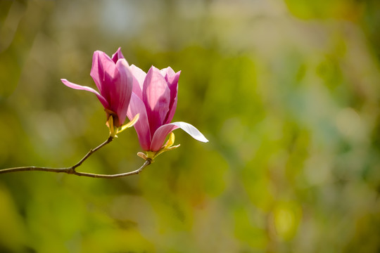 玉兰花