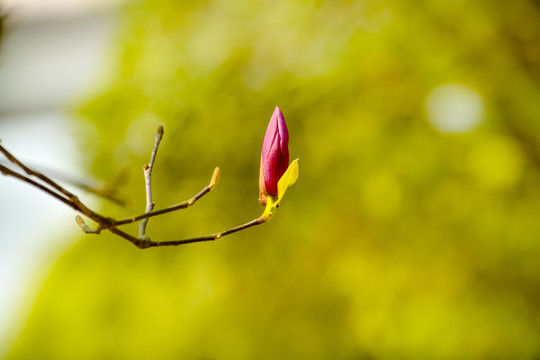 玉兰花