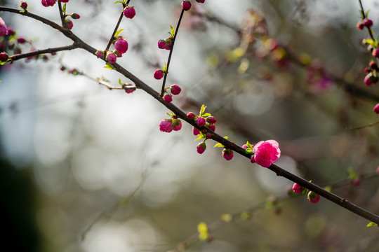 桃花春色