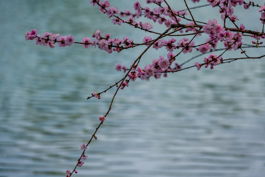 颐和园桃花开