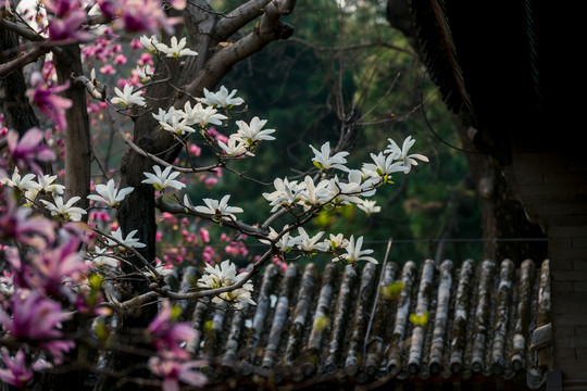 颐和园玉兰花