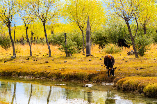尼洋河草甸牦牛树林小河