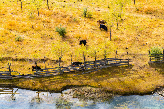 西藏林芝尼洋河牧场牦牛小河
