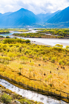西藏林芝青山绿水牧场草甸牦牛