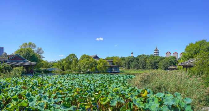 天津宁园中式园林荷塘全景图