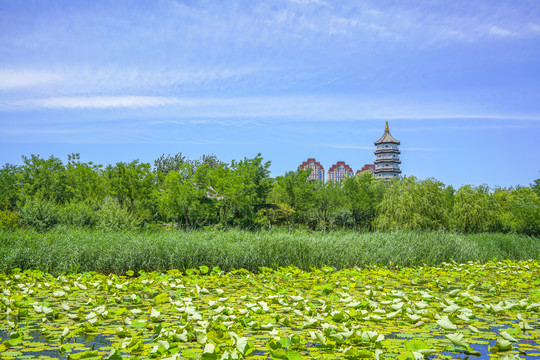 北宁公园荷塘池塘湿地景观