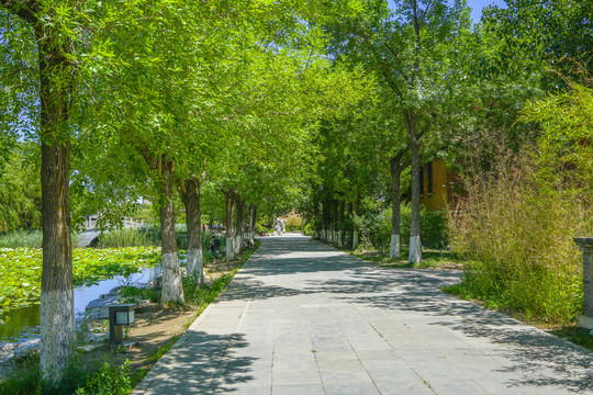 公园步道小路树林小路公园小路