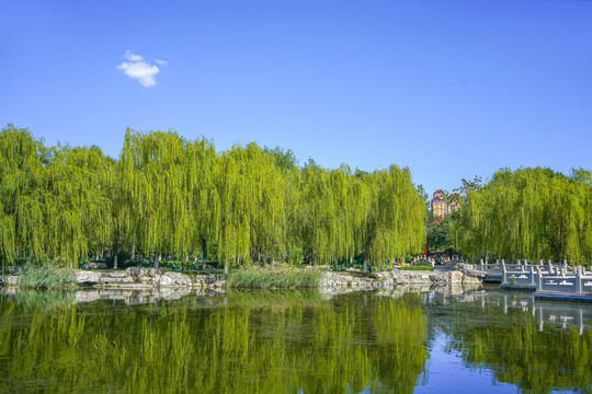 天津北宁公园岸边垂柳园林景观