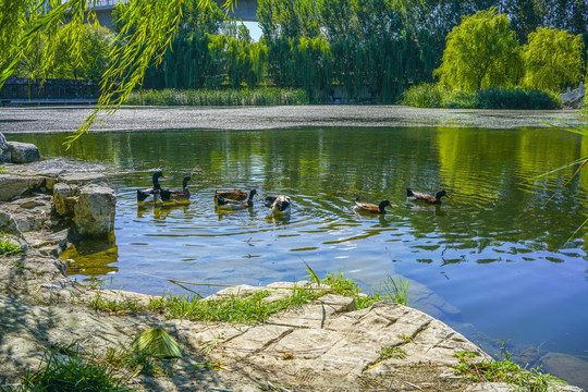 天津北宁公园湖边风景园林湖景