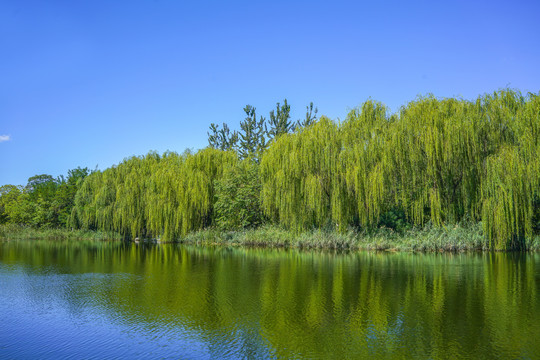 湖泊池塘湿地景观湖泊风景