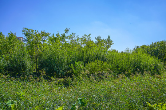 池塘湿地景观芦苇荡