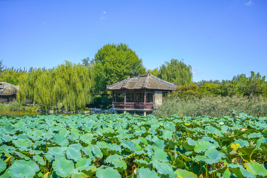 天津北宁公园中式园林夏日荷塘