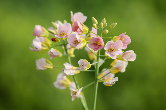 油菜花