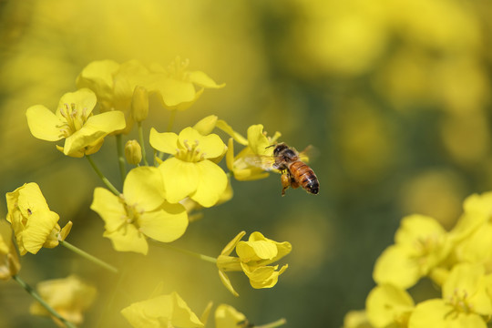 蜂恋花