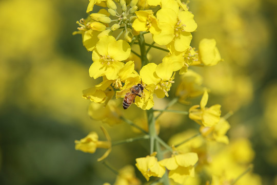 蜂恋花