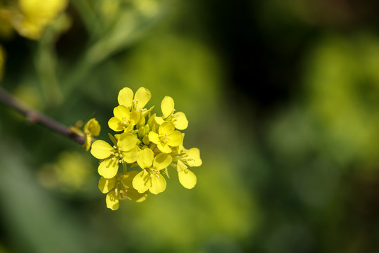 油菜花