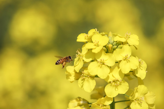 蜂恋花