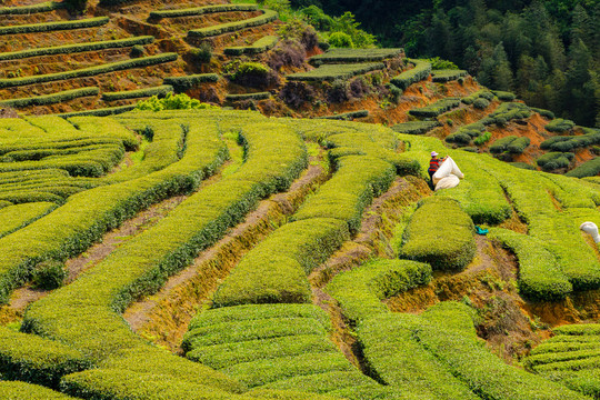 茶山