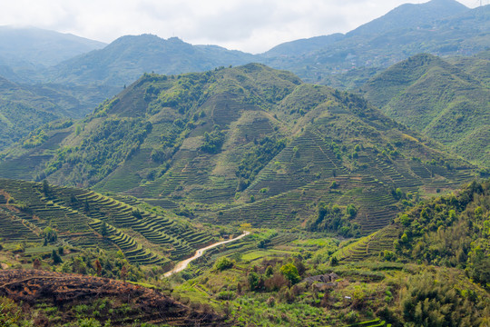 茶山