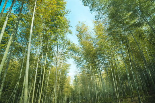 西山竹林