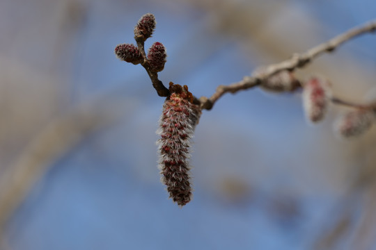 杨树花絮