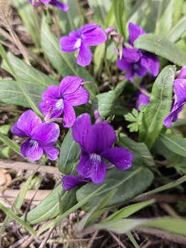 紫花地丁