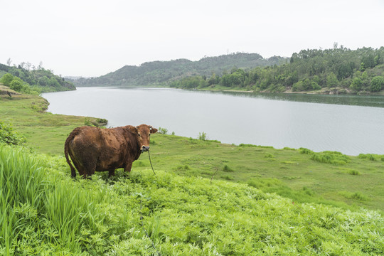 原野