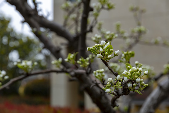 梨花素材