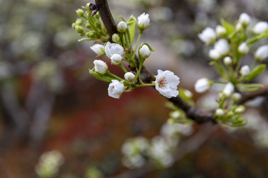 梨花素材