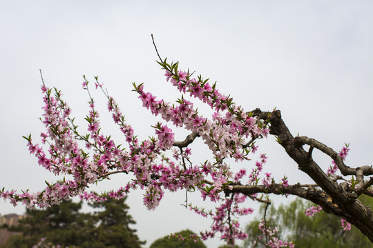 桃花